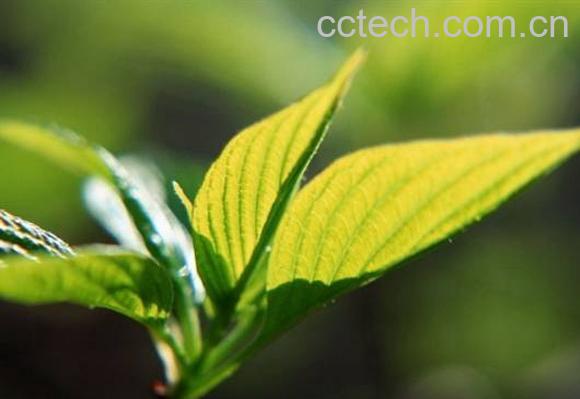 果蔬百科喝龙井茶有什么好处-0