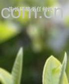 果蔬百科白茶-0