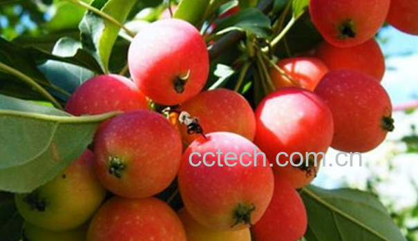 果蔬百科海棠果能治病-0