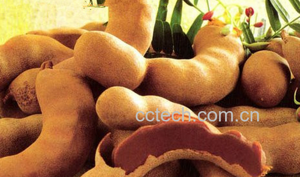 果蔬百科甜角的功效与作用-0