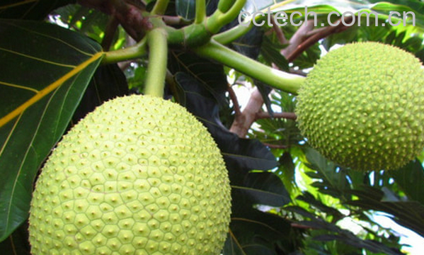 果蔬百科面包果的功效与作用-0