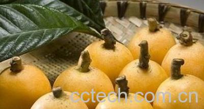 果蔬百科月经期可以吃枇杷吗 月经期能不能吃枇杷-0