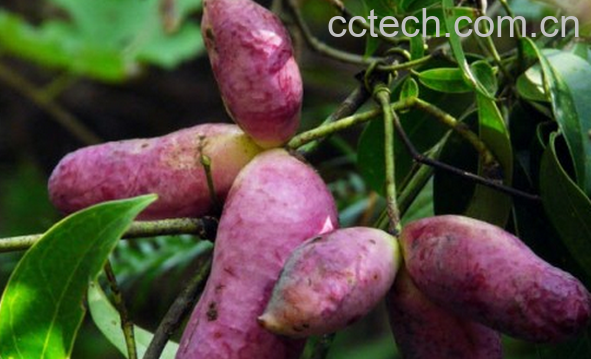 果蔬百科八月瓜的功效与作用-0