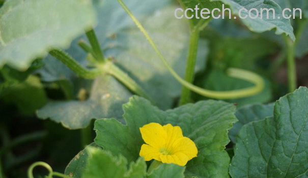 果蔬百科香瓜叶的功效与作用-0