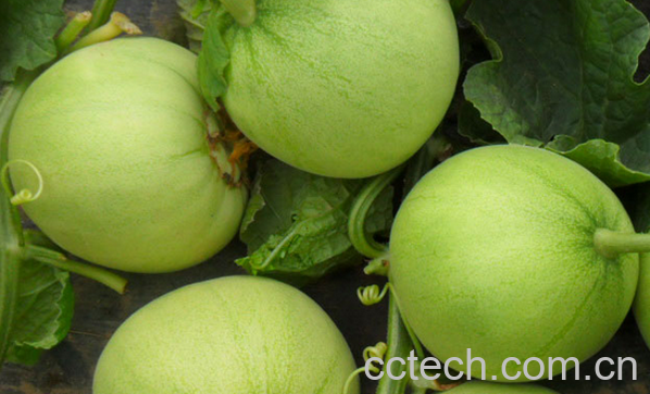 果蔬百科香瓜的药用价值-0