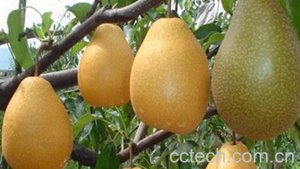 果蔬百科砂梨不能和什么一起吃-0