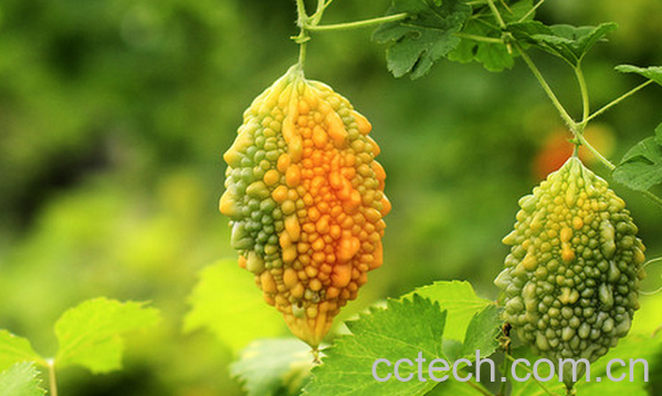 果蔬百科赖葡萄的功效与作用-0