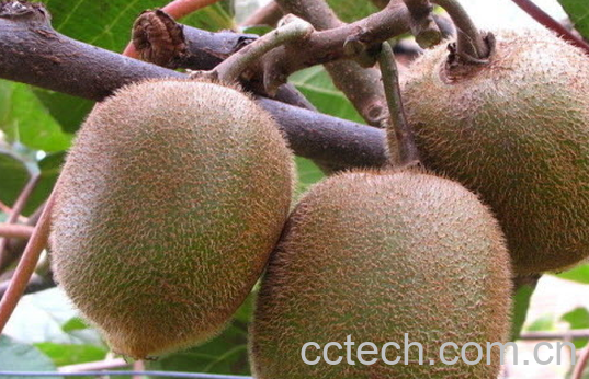 果蔬百科吃猕猴桃的好处-0