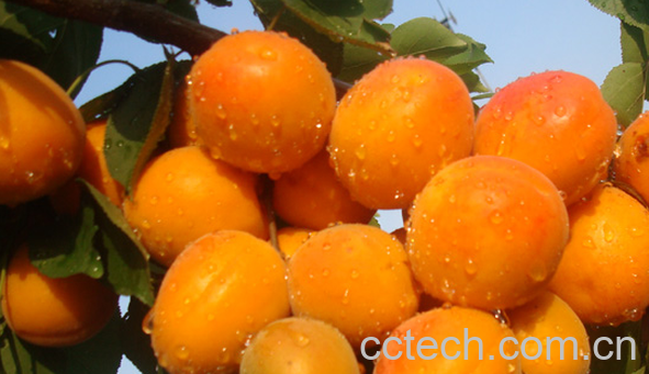 果蔬百科哪些水果能抗癌-0