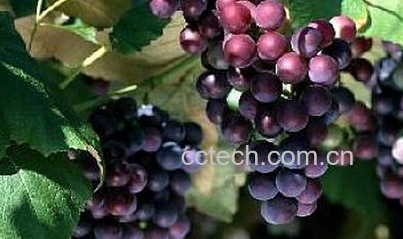 果蔬百科催熟的葡萄有什么特征-0