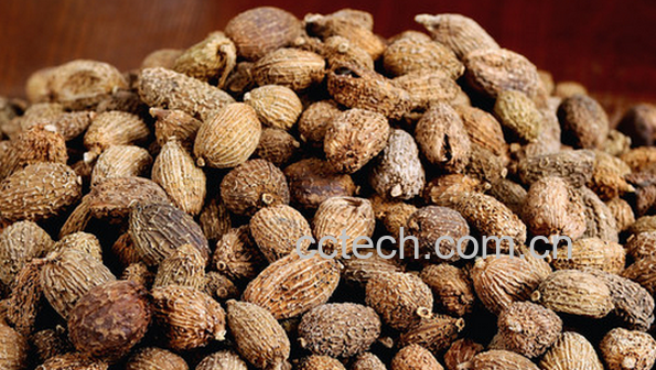 果蔬百科砂仁怎么吃好-0