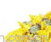 果蔬百科菊花茶-0