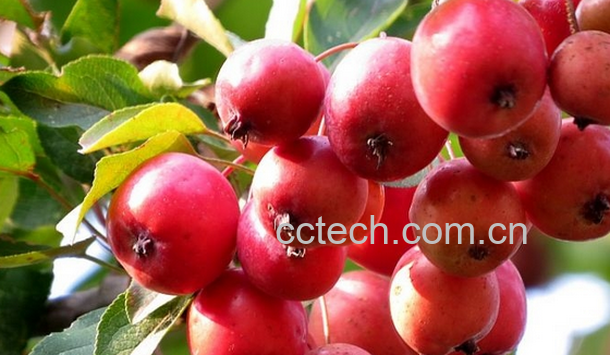 果蔬百科海棠的功效与作用-0