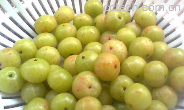 果蔬百科油甘子的功效与作用-0