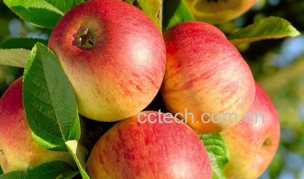 果蔬百科怎么挑选苹果-0