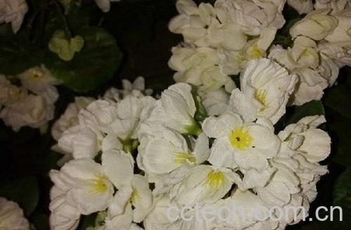 果蔬百科茉莉花茶副作用-0