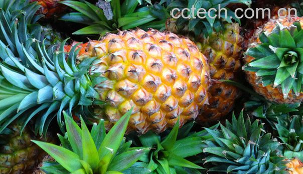 果蔬百科吃菠萝的好处-0