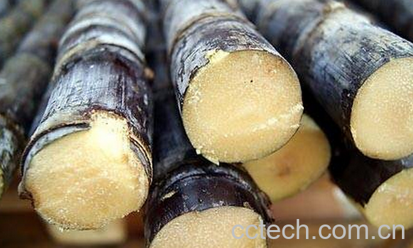 果蔬百科甘蔗的营养价值-0