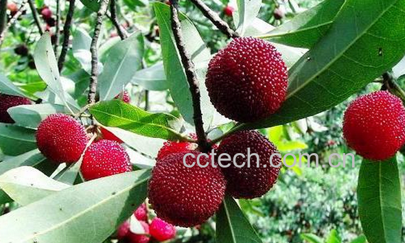 果蔬百科吃杨梅要注意什么-0