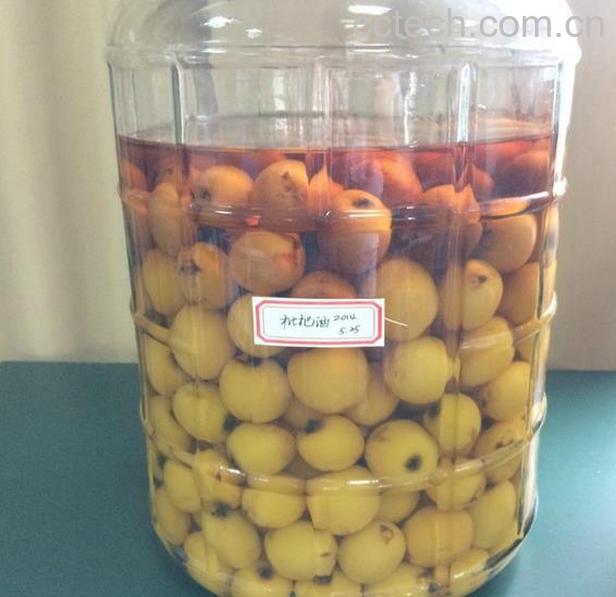 果蔬百科怎样泡枇杷酒-0