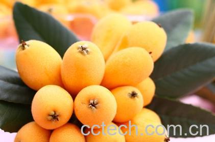 果蔬百科孕中期可以吃枇杷吗 孕早期能吃枇杷吗-0