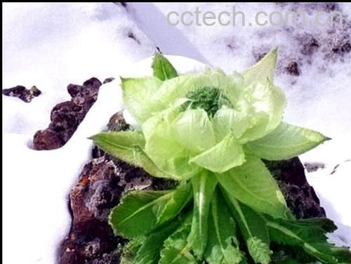 果蔬百科天山雪莲的吃法-0