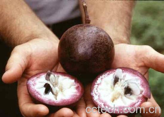 果蔬百科金星果图片 金星果怎么吃-0