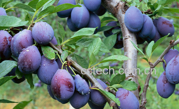 果蔬百科李子的功效与作用-0