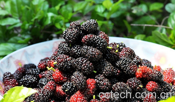 果蔬百科吃桑果的好处-0