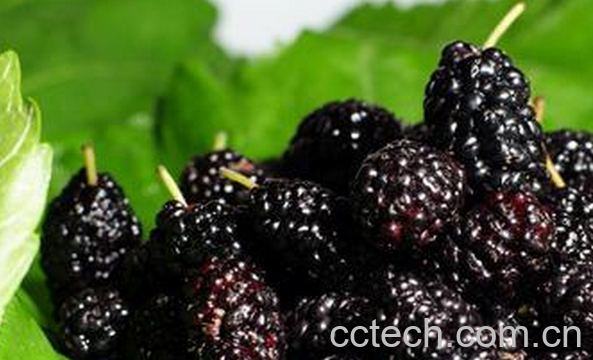 果蔬百科桑时怎么吃好-0