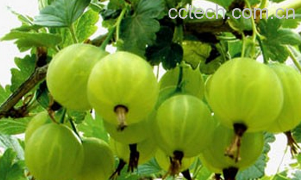 果蔬百科醋栗的营养价值与功效-0