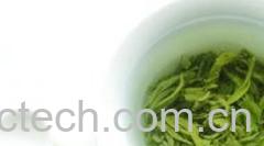 果蔬百科绿茶-0