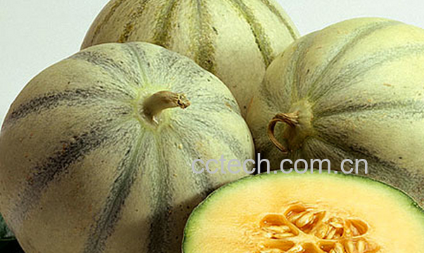 果蔬百科白兰瓜的功效与作用-0