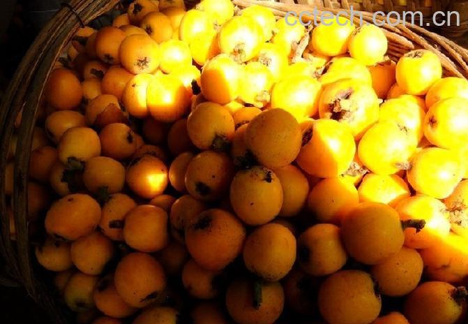 果蔬百科野枇杷果的功效和作用-0