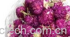 果蔬百科千日红-0