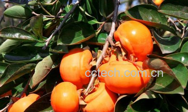 果蔬百科哪些人不能吃柿子-0