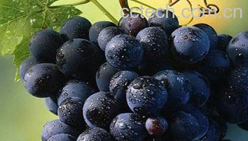 果蔬百科黑色葡萄的功效-0