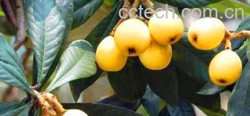 果蔬百科新鲜枇杷怎么保存-0