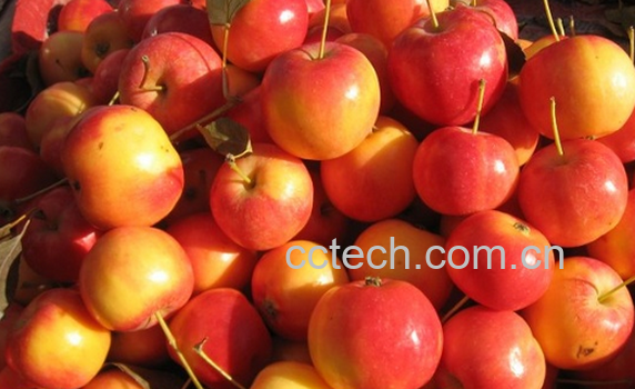 果蔬百科沙果的功效与作用-0