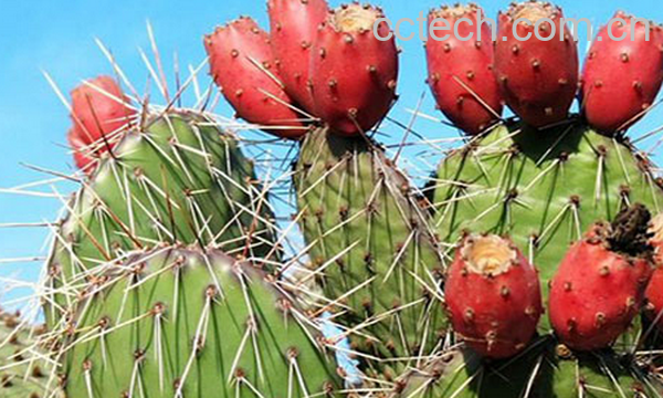 果蔬百科仙人掌果实能吃吗-0