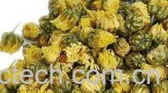 果蔬百科胎菊花茶-0