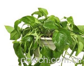 果蔬百科绿萝-0