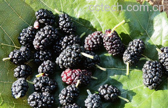 果蔬百科桑葚的食疗功效-0