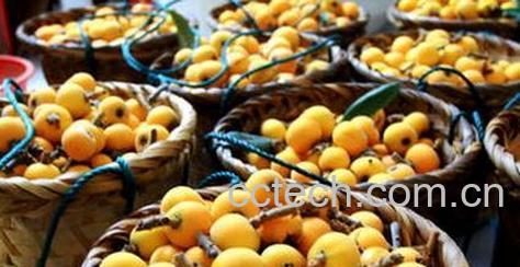 果蔬百科野枇杷图片 野枇杷有什么好处-0