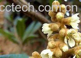 果蔬百科野生枇杷根的功效与作用-0