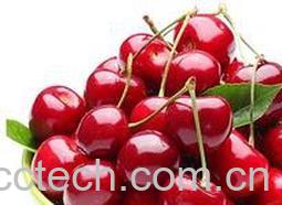 果蔬百科樱桃酵素的功效与作用-0
