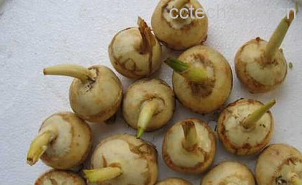 果蔬百科慈菇的功效与作用-0