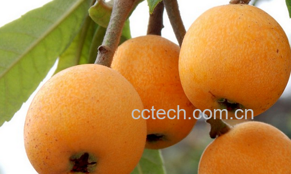 果蔬百科枇杷怎么吃 枇杷的常见吃法-0