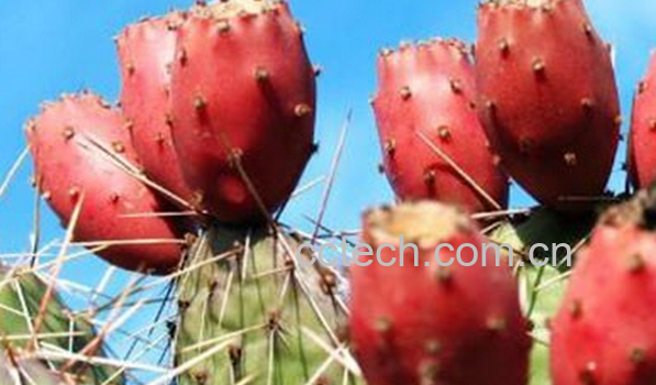 果蔬百科仙人掌果怎么吃-0