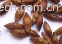 果蔬百科大麦茶-0